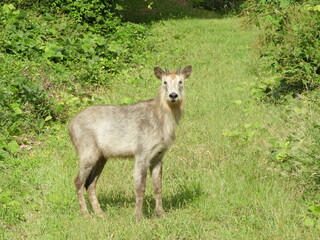 二ホンカモシカ