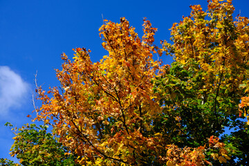 Maple Tree Autumn