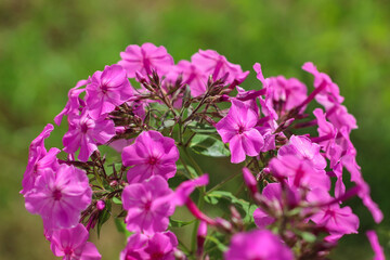 Pink Phlox on a blurry green Background Close up.
