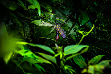butterfly out of cacoon