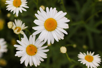 Fototapeta premium Spring Meadow with Daisies illuminated by the sun . Flowers border.