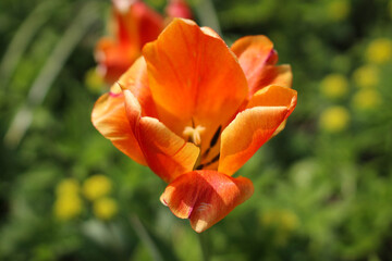 Fototapeta premium Close-up of tulips illuminated by the sun.