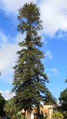 Obraz premium tall tree