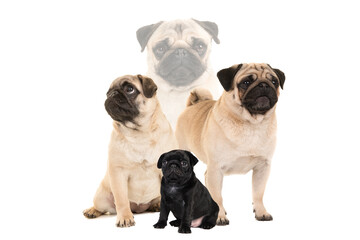 Pug combination with sitting black pug puppy and adult sitting, standing pug and pug portrait on a white background