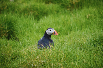 Puffin shot taken during May