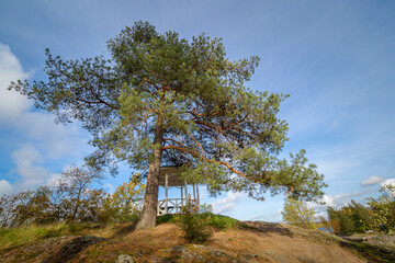 
big pine tree in autumn park
