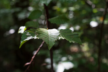 leaf in the wood