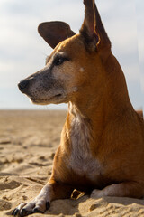 Bonito y tranquilo perro relajado en la arena de la playa