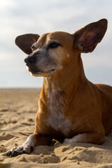 Bonito y tranquilo perro relajado en la arena de la playa