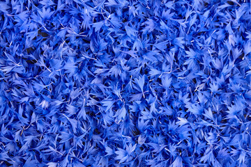 Cornflower petals background, blue flowers texture