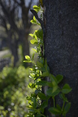 Independence Gate Park Four Season Trees 독립문공원 사철나무