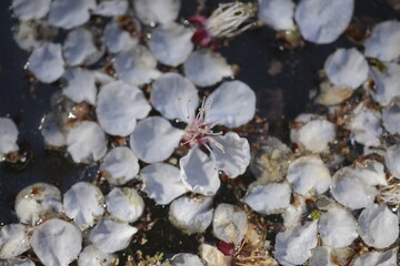 Cherry blossoms above the pond 연못 위 벚꽃