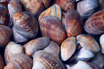 seashells on the market