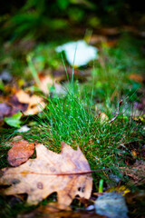 Patch of grass in focus behind fallen autumn leaf