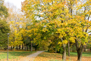 Fototapeta premium Autumn landscape,trees with yellow, green, leaves in a city park lit by the sun