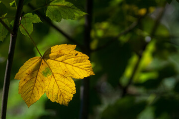 Obraz premium leaf in autumn