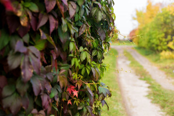 Autumn colored branch of wild grapes with red yellow and green leaves