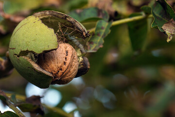 ripe walnut hanging inside craced husk
