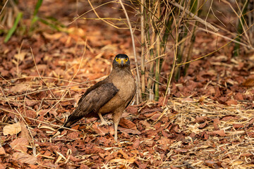crested serpent eagle or Spilornis cheela portrait ground perched with one leg at bandhavgarh national park or tiger reserve madhya pradesh india