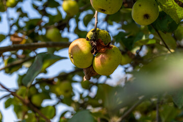 natural red and green Apples with defected skin growing on a branch, 