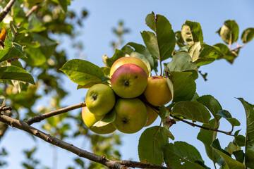 natural red and green Apples with defected skin growing on a branch, 