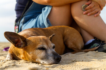 Mujer o chica con su perro o mascota tranquilo y atento en la arena de la playa