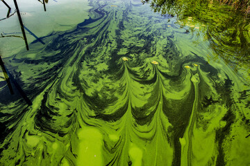 Germany, Werder, algae bloom on lake Glindow.
