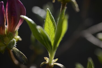 Azaleas in Independence Gate Park독립문공원의 철쭉