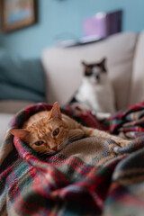 gato atigrado de color marron, duerme sobre una manta de colores. composicion vertical