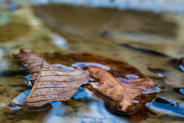 leaf in autumn
