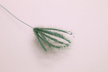 Grass flower isolated on pink background