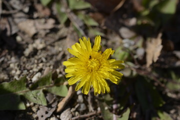 Seoul spring flowers 서울 봄꽃