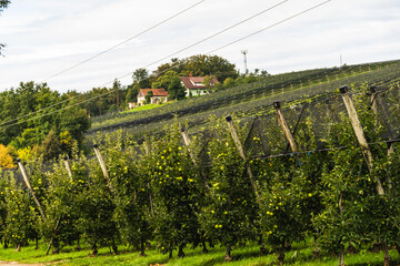 Puch bei Weiz town on apple street famous for apple orchards in region Styria. © Przemyslaw Iciak