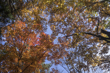 아름다운 가을 단풍
