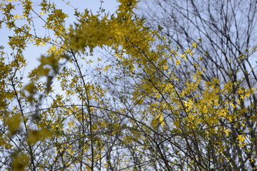 Seoul spring flowers 서울 봄꽃