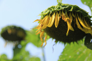 夏が終わって枯れたひまわり
