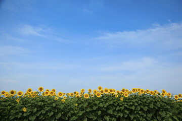青空に咲くひまわり