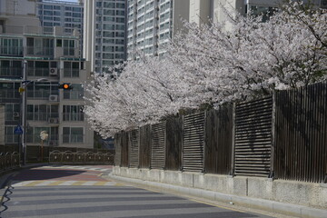 Seoul spring flowers 서울 봄꽃