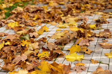 Autumn fallen leaves on a paved path in the park