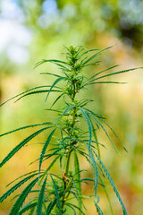 Cannabis plant on summer. Recreational drug. Medical concept