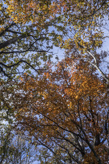 Obraz premium 아름다운 가을 단풍