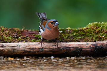 Common chaffinch ,,Fringilla coelebs,, in natural environment, danube forest, Slovakia, Europe