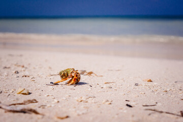 crab on the beach