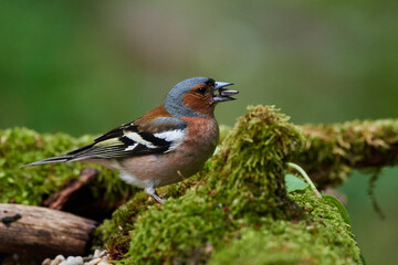 Common chaffinch ,,Fringilla coelebs,, in natural environment, danube forest, Slovakia, Europe