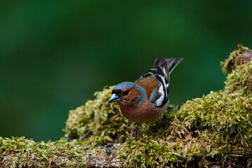 Common chaffinch ,,Fringilla coelebs,, in natural environment, danube forest, Slovakia, Europe