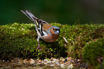 Common chaffinch ,,Fringilla coelebs,, in natural environment, danube forest, Slovakia, Europe