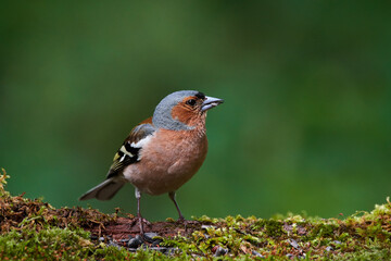 Common chaffinch ,,Fringilla coelebs,, in natural environment, danube forest, Slovakia, Europe