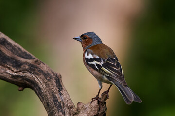 Common chaffinch ,,Fringilla coelebs,, in natural environment, danube forest, Slovakia, Europe