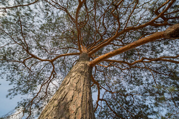 
branches of a large pine