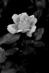  rose in the garden against the background of green leaves